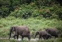 Hunting in Woleu-Ntem, Gabon: Seasons, Laws and Legislation, Clubs, Geography of Gabon for Hunters

Geographical and Natural Features of Woleu-Ntem

Woleu-Ntem, Gabon's n