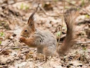 Gewone eekhoring (Sciurus vulgaris), 5 of 8