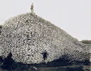 Why did the Americans try to destroy the bison population?
The near-destruction of the American bison (or buffalo) population in the 19th century was not an accidental o Why did the Americans try to destroy the bison population?
The near-destruction of the American bison (or buffalo) population in the 19th century was not an accidental o