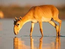 Saiga-antilope (Saiga tatarica), 8 of 8