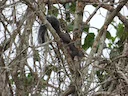 Yucatán-seekatjie (Sciurus yucatanensis), 1 of 3