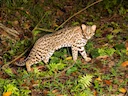 Asiatiese luiperdkat