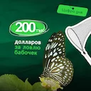 200.000 долларов за ловлю бабочек
На Шри-Ланке двоих граждан Италии оштрафовали на 60 млн рупий ($200 000) за попытку контрабанды редких насекомых, включая 92 вида бабоч 200.000 долларов за ловлю бабочек
На Шри-Ланке двоих граждан Италии оштрафовали на 60 млн рупий ($200 000) за попытку контрабанды редких насекомых, включая 92 вида бабоч