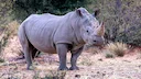 Rhino Relocation in Uganda: A Major Boost for Wildlife Tourism and Conservation

Historic Translocation Marks New Chapter for Uganda's Wildlife

In a landmark move for Af