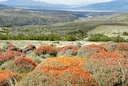 Caza en la Cordillera de los Andes: Fauna, Temporadas, Tradiciones y Experiencias en Altura para Cazadores en Chile

Geografía y naturaleza: el paisaje perfecto para la c