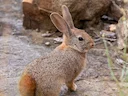 Smith se rooi haas (Pronolagus rupestris), 7 of 7