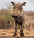 Warthog Hunting in Africa: A Comprehensive Guide for Hunters

Warthogs – those tough, tusked members of the pig family – are a popular and challenging quarry for hunters 