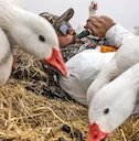 The 10 Best States for Snow Goose Hunting
Every year, hunters shoot more light geese in these states than anywhere else
Even if you didn’t know much about spring snow goo