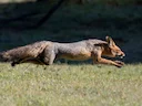 Kaapse jakkals (Vulpes chama), 2 of 5