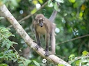Beweglike mangabey (Cercocebus agilis), 1 of 2