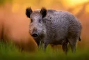 Corbières: les chasseurs obtiennent le droit de réguler les sangliers dans les zones incendiées 

Après des semaines de bras de fer avec la préfecture, les chasseurs et a