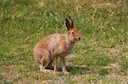 Zajec je sesalec, ki spada v red lagomorfov. Napačno ga je šteti za glodavca, saj je preprosto rastlinojed, ki je srednje velikosti. Dolžina poševnega telesa lahko doseže