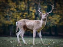 Jagd in OSTFRIESLAND: Jägerschaft und Demografie, spezifische Jagdbedingungen, praktizierte Jagdarten, rechtliche Besonderheiten und traditionelle Jagdkultur

Landschaftl
