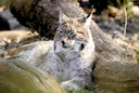 Neuer Luchs im Schwarzwald erhöht Bestand auf 11 Tiere

Baden-Württemberg – Ein weiterer Luchs wurde im Hochschwarzwald gesichtet. Der Kuder ist das bislang elfte bekannt