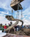 University of michigan recover a wolly mammoth skull in a farmers field in Lima township, Michigan 😳

#deer #whitetailbuck #whitetail #deerhunting #turkeyhunting #elk #m