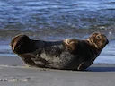 Grysseehond (Halichoerus grypus), 6 of 12