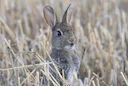 Hérault offre 150 lapins de garenne à l’Aude pour restaurer la faune après les incendies 

Après les incendies dévastateurs de l’été, la Fédération des chasseurs de l’Aud