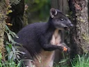 Calaby se pademelon Calaby se pademelon