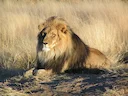Die leeu (latyn Panthera leo) is'n spesie roofdiersoogdiere, een van vyf verteenwoordigers van die genus Panthera, wat tot die subfamilie van groot katte in die katfamili