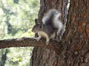 Abert-seekhoring (Sciurus aberti), 2 of 4
