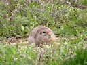Townsend se grondseekatjie (Urocitellus townsendii), 3 of 4