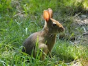 New England se Katoenstertkonyn (Sylvilagus transitionalis), 3 of 5