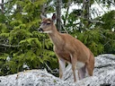 Sitka-witstertree (Sitka-witstertbok)