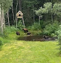 Just some random samples here of things I’ve built here all on the same 5 acre property. Floors, swing seats, fire pit swings, a wedding arch for my son & daughter in law Just some random samples here of things I’ve built here all on the same 5 acre property. Floors, swing seats, fire pit swings, a wedding arch for my son & daughter in law