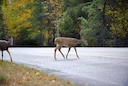 Half a Million Deer Accidents in 10 Years – And The Number is Rising

In the past decade, close to half a million traffic accidents involving roe deer have been reported 