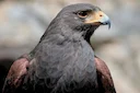 Habicht: Alle Fakten zu Beute, Lebensraum und Erkennung

Der Habicht (Accipiter gentilis) gilt unter Jägern und Ornithologen als der "König der Wälder". Als größter Vertr