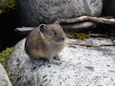 Amerikaanse pika Amerikaanse pika