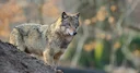 Der Deutsche Bundestag hat mit großer Mehrheit für die Aufnahme des Wolfs ins Bundesjagdgesetz gestimmt. Damit wird die Grundlage geschaffen, um Problemwölfe künftig unbü