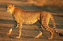 Gepard (verouderd. "jag luiperd"; ander-russies. pardus lat. Acinonyx jubatus) is'n roofsoogdier van die katfamilie, wat in die meeste lande Van Afrika sowel as in die Mi