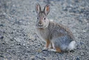 Nuttall se boshaas (Sylvilagus nuttallii), 1 of 2