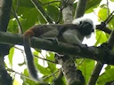 Katoenhooftamarine