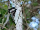 Swartkenkeiser-tamandoe (Saguinus imperator), 3 of 5