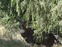 Bergnyala (Tragelaphus buxtoni), 4 of 5