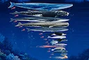 地球上で最も大きな動物たち：海洋の巨獣たち

海の深淵には、6600万年前に地球に生息していた最大の恐竜をも凌ぐ巨大な生物が今なお棲んでいることをご存知だろうか。地球上で最も大きな動物は何かと問われれば、科学者たちは「大きさ」の定義次第だと答えるだろう。体長で比べれば、髪状の cyanidea がシロナガスクジラをも上回る。しかし重量とな