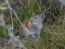 Dauriese pika (Ochotona daurica), 2 of 3