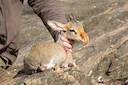 Hunting in Kalungu, Uganda: Geographical Features, Wildlife, Laws, and Hunting Seasons

Kalungu, a district located in central Uganda, offers an exciting and diverse hunt