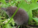 Kaboutermuismuis