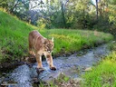 Puma (Bergleeu)