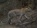 Luiperd (Veldluiperd) (Panthera pardus pardus), 1 of 3