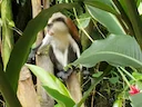 Mona-aap (Cercopithecus mona), 4 of 4
