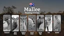 Mallee Hunting Seasons Unlocked: When the Outback Comes Alive - Deer, Duck and Desert Game Timings

Hunting Regulations & Seasonal Framework in the Mallee

The Mallee reg