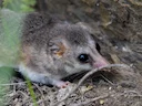 Witmaagvetstert-buissiekat (Thylamys pallidior), 1 of 3