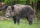 Новые правила охоты на кабана в Башкирии с 2026 года: запрет загона и собак

С 1 января 2026 года в Республике Башкортостан вводятся жёсткие ограничения на добычу дикого 