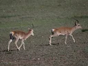 Tibetse gazelle (Procapra picticaudata), 3 of 3