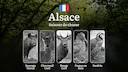 Saisons de Chasse en ALSACE: Calendrier Officiel, Réglementations Locales et Meilleures Périodes de Chasse

L'Alsace, avec ses paysages variés alliant plaines fertiles, f