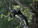 Swart reuseekster (Ratufa bicolor), 2 of 7